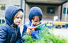 Ein Mädchen und ein Junge erforschen mit der Lupe das Blattwerk eines Busches