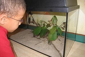 Junge beobachtet ein Stabheuschrecken-Terrarium
