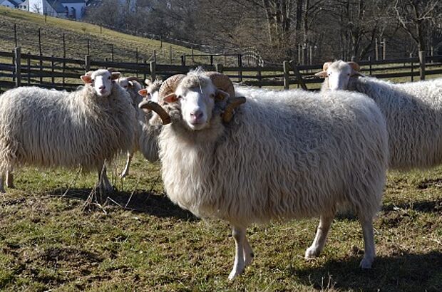 Drei Schafe auf der Weide