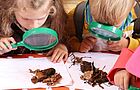 Zwei Kinder untersuchen trockene Blätter mit Lupen.
