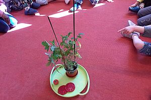 Kita-Sitzkreis, in der Mitte steht eine Tomatenpflanze. Man sieht auch aufgeschnittene Tomatenfrüchte.