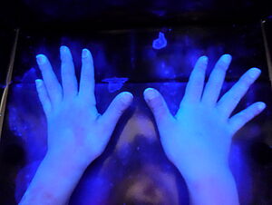 Unter UV-Licht leuchtet sonst unsichtbarer Schmutz hell auf den Händen eines Kindes. © Kindergarten Passau St. Josef