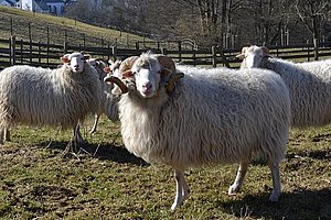 Schafe auf einer Weide
