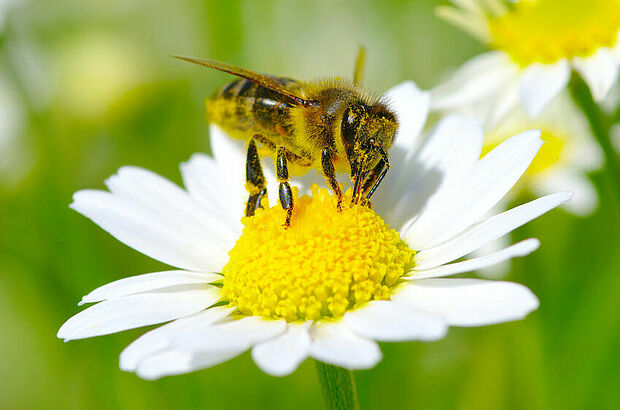 Biene sitzt auf weißer Blüte